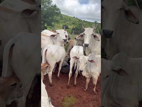 Levei um suador! #gado #viral