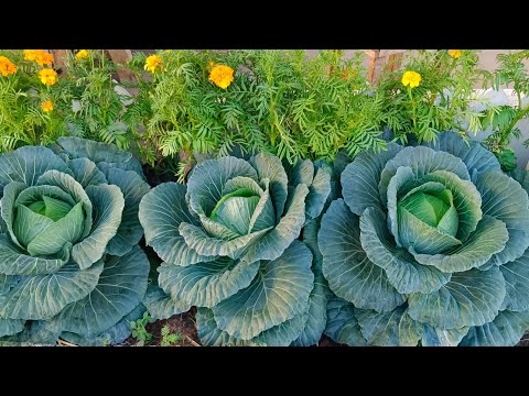 ปลูกกะหล่ำปลีให้งามลดแมลงรบกวนด้วยกลิ่นดาวเรือง