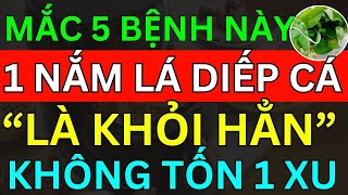 Bác Sĩ Mách 5 Bệnh Khó Chữa Này Chỉ Ăn NẮM LÁ DIẾP CÁ Là "KHỎI HẲN KHÔNG TỐN 1 XU" Cực Kỳ Lành Tính