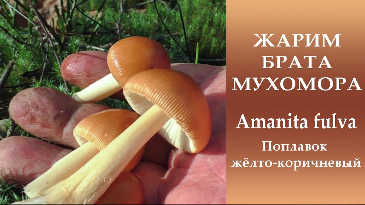 Жарим брата мухомора. Amanita fulva - Поплавок жёлто-коричневый
