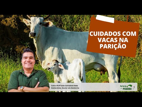 Quais cuidados com vacas na parição?