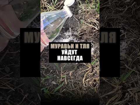 ТЛИ и МУРАВЬЕВ вы БОЛЬШЕ НЕ УВИДИТЕ: эффективное средство от вредителей #дача #сад #огород