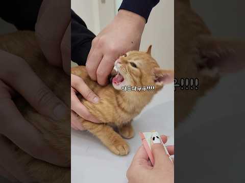 두번째는 못참는 고양이ㅋㅋㅋ