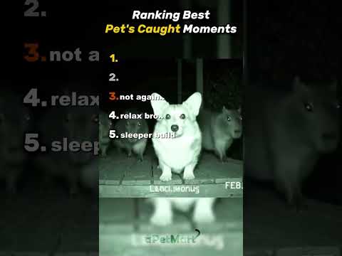 Top 5 Pets 💀 #cats #cat #funnyanimals #animals #funnypets #catcore #catsofinstagram #fyp #pets #cute