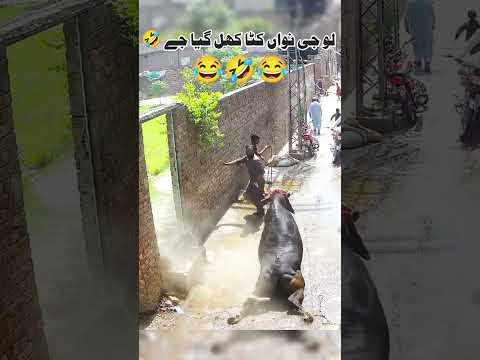 Bull Ne Sab Ki Band Baja Di #funny #viralvideo #cow #foryou #funnyvideo #shorts #viral