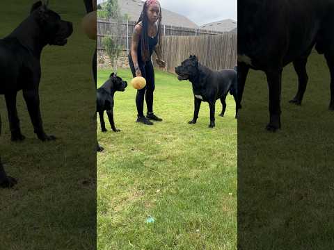 Just Outside Playing With The Kiddos #canecorso #dreeandghost #texas #mastiff
