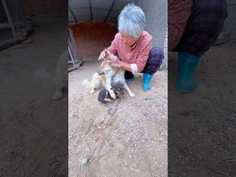 The dogs are having a meal.#puppy #cute #pets #animals #funny #dog
