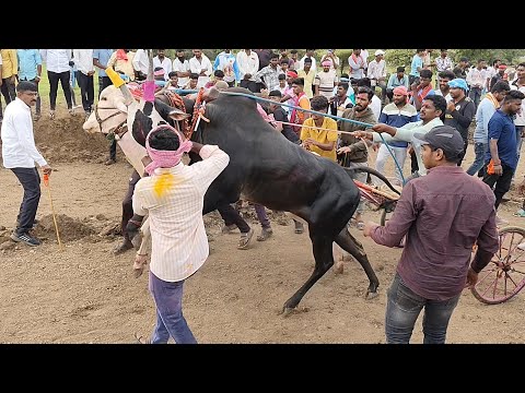 फायर बैल मूर्ती मोरगांव पुणे बिनजोड़ महाराष्ट्र बैलगाड़ा शर्यत ox race maharashtra ox race with raja