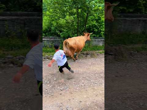 Как Маджит мстил корове😨😨😨 @Madjit_Suleimanov