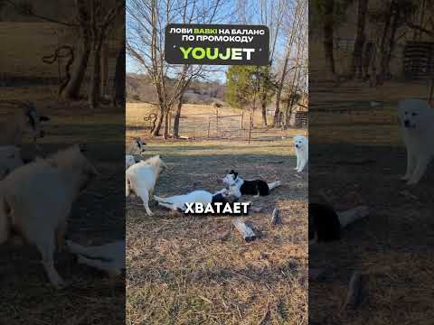 😅Тузик показал, кто тут альфа🐕🤼‍♂️