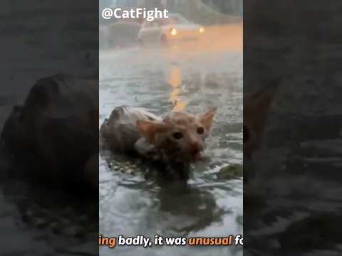 A Tiny Kitty Was Found On The Side Of The Road In The Heavy Rain! Luckily They Saved Him From Death!