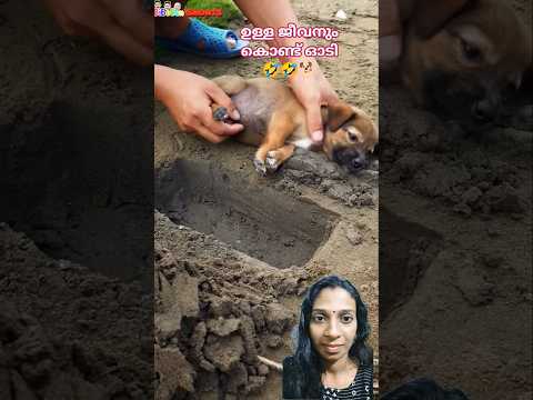 𝗣𝗿𝗮𝗻𝗸 𝗢𝗻 𝗣𝘂𝗽𝗽𝘆 🤣🐕 #puppy #prank #funny #youtubeshorts #trending #shorts #shortsfeed #comedy #yt
