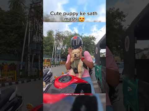 Cute puppy ki first Ride zx10r pe 😍 #shortsfeed #puppy #bikelover #motovlog #motorcycle #ytshorts