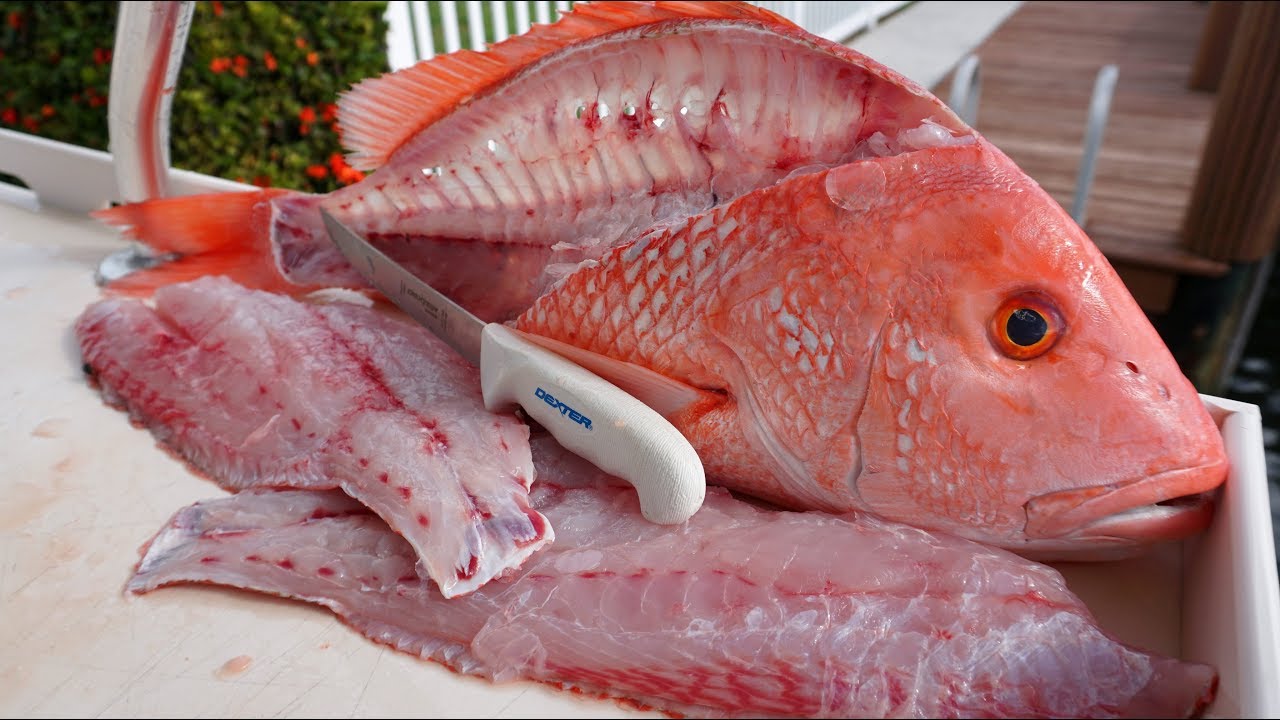 Cleaning BIG Red Snapper! How to Fillet!