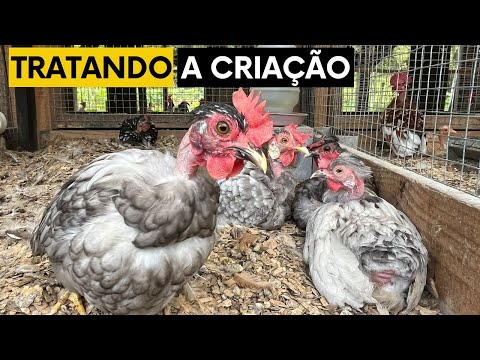 Recolhendo ovos das nossas galinhas | Coração Campeiro