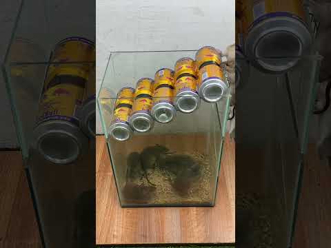 The best mouse trap ideas at home // Great tips to trap mice #mousetrap