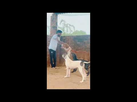 Biggest Pakistani Bully Kutta भारत का सबसे बड़ा पाकिस्तानी कुत्ता ।