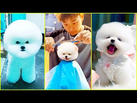 Unbearably Cute! Mini Pomeranians Like Never Before in 2024! 🐾✨ #593