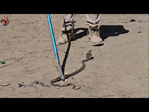 صيد كوبرا من تحت معدية مع مصطفى هجرس
