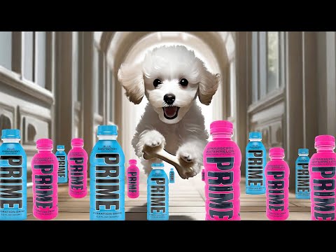 Impossible Puppy Obstacle Course!!