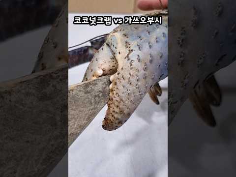 코코넛크랩 vs 가쓰오부시#파브르2세 #코코넛크랩 #ヤシガニ #coconutcrab #かつおぶし #악력