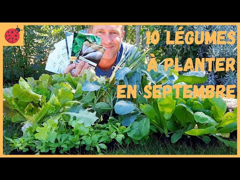 10 légumes à planter en septembre au potager !
