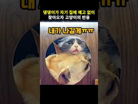 댕댕이가 자기 집에 예고 없이 찾아오자 고양이의 행동