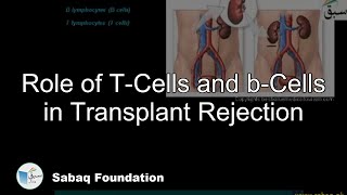 Role  of T-Cells and b-Cells in Transplant Rejection