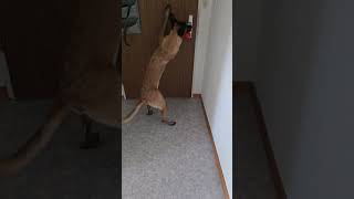 Der Malinois sucht den Futterkong