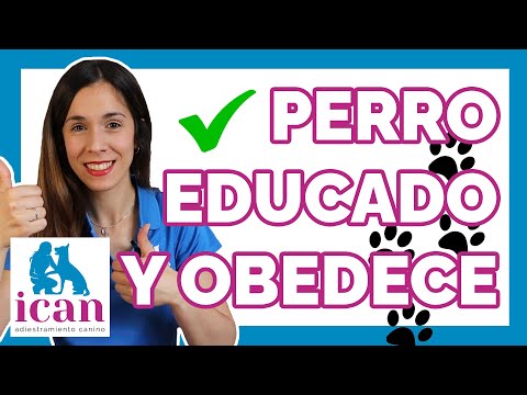 ¿Quieres un PERRO EDUCADO? ¡Mira esto ahora!