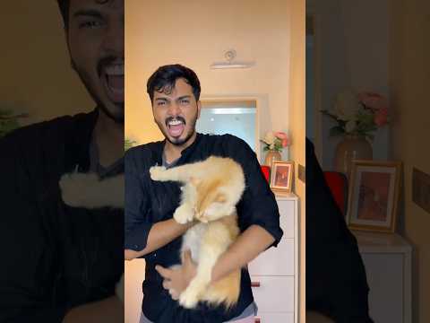 😾 പൂച്ച ser:  കടിച്ചുകൊല്ലും പന്നി😼🤯 #shorts #fyp #flipkarthaul #shortsfeed #youtubeshorts #viral