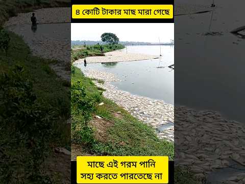 প্রায় ৪ কোটি টাকার মত লোকসান গুনতে হবে #fish #fishing #fishinglife #fishfarming #trouble #shorts