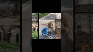 Lagu Anak Ke Kebun Binatang #laguanak #laguanakanakindonesia