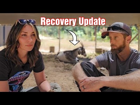 4 Days Since The Incident, How's She Recovering? Ellie May UPDATE Livestock On Our Cabin Homestead