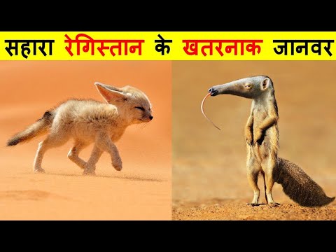 सहारा रेगिस्तान में पाए जाने वाले खतरनाक जानवर। DANGEROUS ANIMALS FOUND IN THE SAHARA DESERT