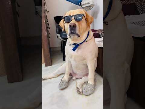 Paon ki Jutti 😂 | SourShy | #dog #shorts #doglover #doglovers #cute #adorable #lovable #dogs #short