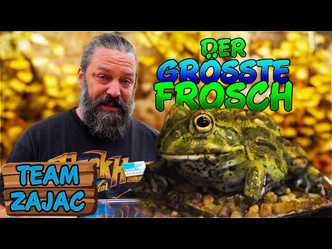 GRÖSSTER FROSCH DER WELT | Zoo Zajac