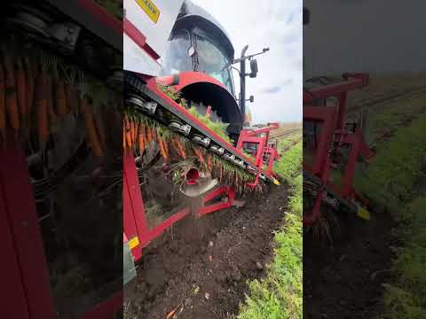 جني الجزر #صنايعية #أدوات_العمل #الفلاحة #المزرعة #agriculture #work_tools #work #working #building