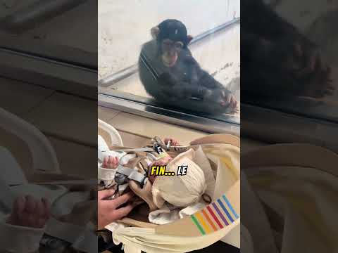 Le sourire incroyable d'un chimpanzé en voyant un bébé au zoo