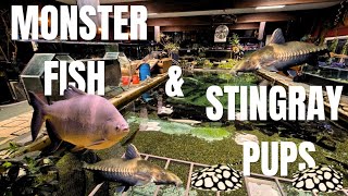 Bombarded with Stingray pups and Monster Fish! 