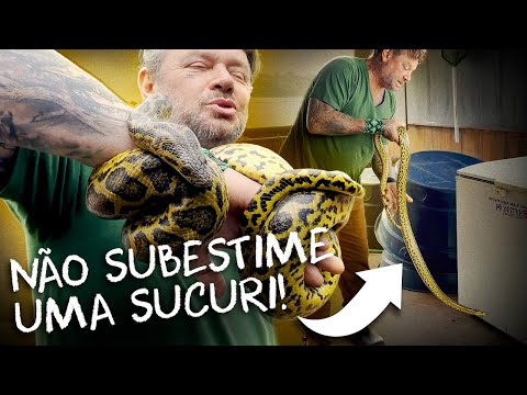 SUCURI AMARELA, UMA SERPENTE QUE MORDE E NÃO SOLTA MAIS! | RICHARD RASMUSSEN