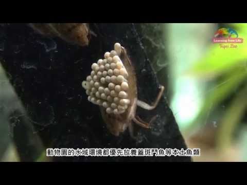 克制登革熱病媒蚊－動物園加碼負子蟲 Using Water Bug To Restrain Dengue Fever - YouTube