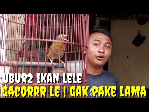 GACORNYA GAK KALENG2 ! MUNTAH BELING MAS BROO, LAPAK REAL GACOR DEPAN MUKA