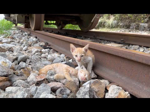 Rescue two scared kittens crawling under the train and Tragic ending if not detected in time