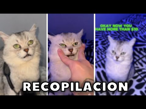 🔴RECOPILACION DEL GATO LOCO, DEKSY🌀Fandub Español🌀[ DeksyTheCat en Español ] #shorts #memes #humor