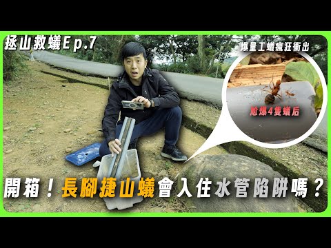 【拯山救蟻Ep.7】開箱！「水管陷阱」會讓長腳捷山蟻上當嗎？｜直接尬爆4隻長腳捷山蟻后！｜臺灣蟻窟