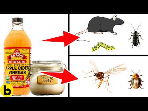 Effectively Get Rid Of Pests Using Epsom Salt & Baking Soda