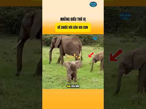 Những Điều Thú Vị Về Chiếc Vòi Của Voi Con | Biết Thêm Chút #nhungsuthatthuvi