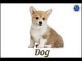 Identifying Animals in Vietnamese