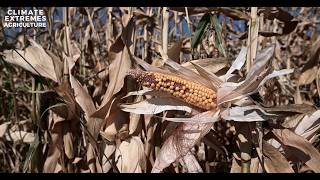 Why are concurrent global crop failures such a concern in a warming climate?